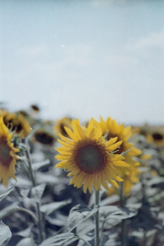 a field of sunflowers with a blue sky in the background, a polaroid photo, by Yasushi Sugiyama, medium format, grey, hazy, portra