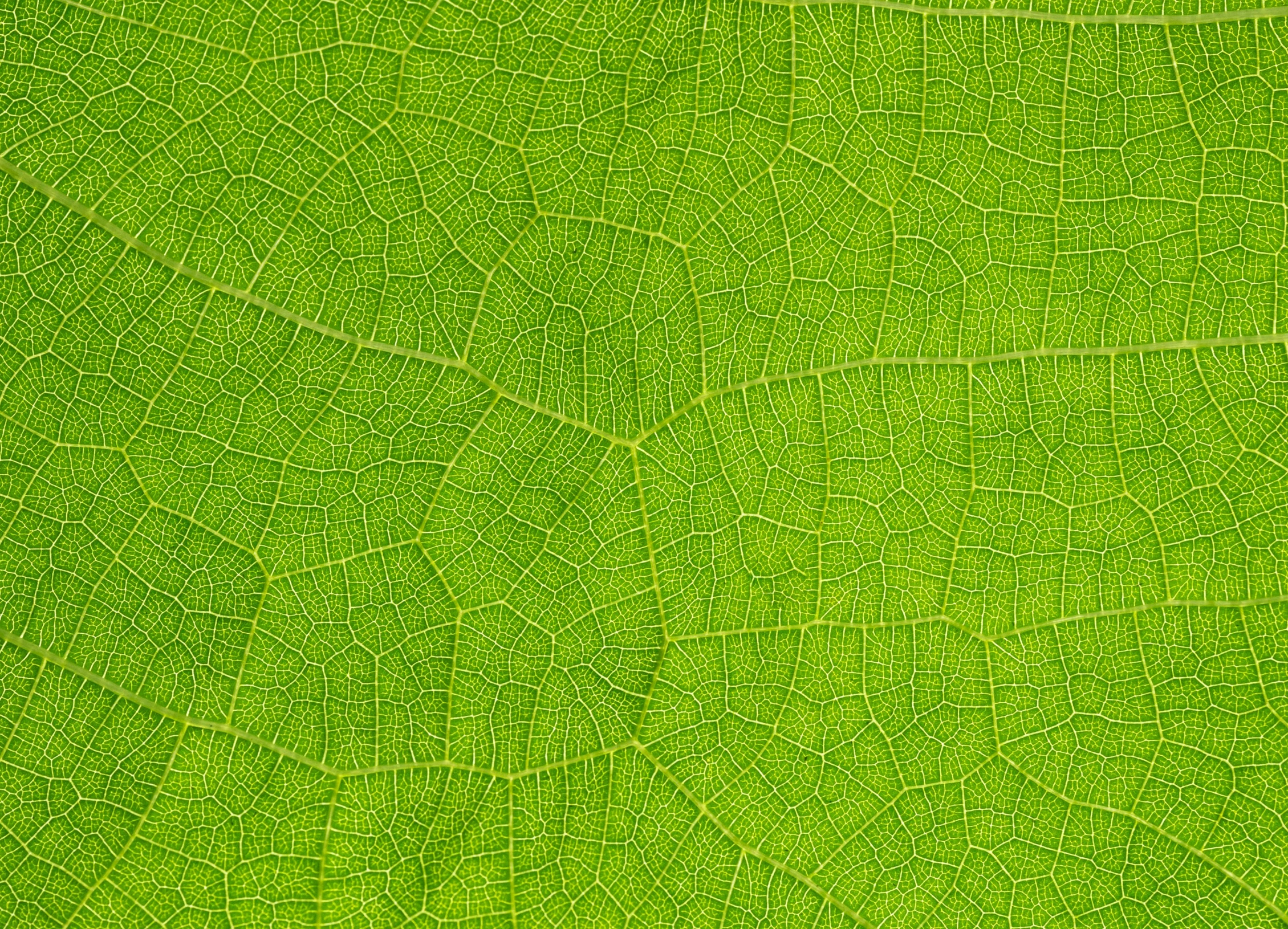 a close up view of a green leaf, seamless micro detail, high details photo