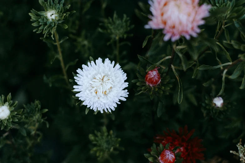 a bunch of flowers that are next to each other, inspired by Elsa Bleda, trending on unsplash, arabesque, bushy white beard, ari aster, 7 0 mm photo, green and red plants