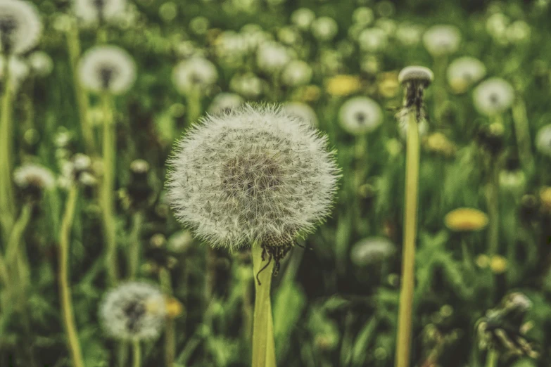 a field of dandelions on a sunny day, pexels contest winner, precisionism, giant flower head, green and white, vintage color, grey