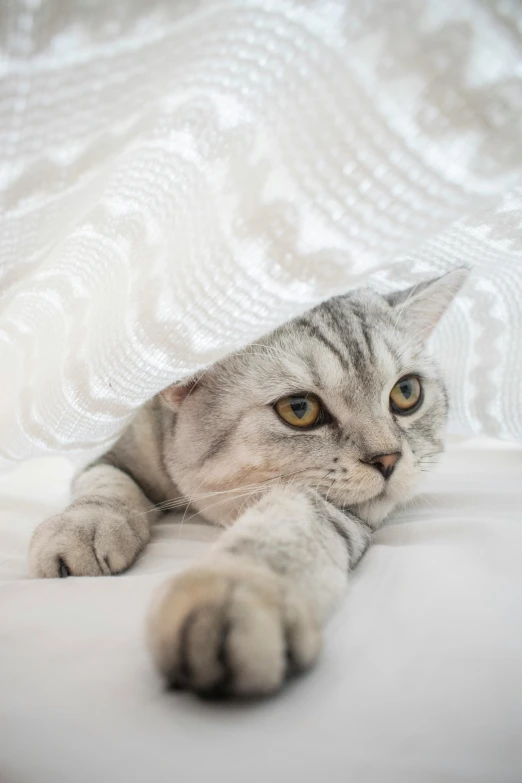 a close up of a cat laying on a bed, a picture, shutterstock contest winner, veiled, surprised, gif, white