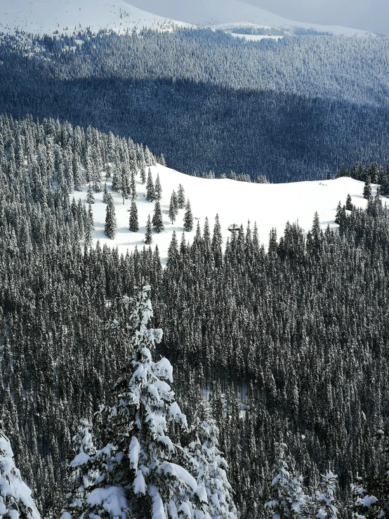 a man riding a snowboard down a snow covered slope, lush forest in valley below, spruce trees, seen from a distance, zoomed out to show entire image