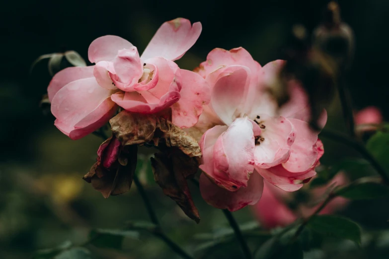 a bunch of pink flowers sitting on top of a lush green field, unsplash, romanticism, deteriorated, rose garden, manuka, on a dark background