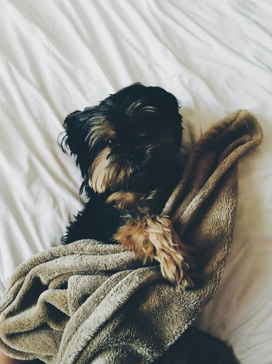 a small dog wrapped in a blanket on a bed, by Matija Jama, trending on unsplash, black, trending on vsco, profile picture, laying down