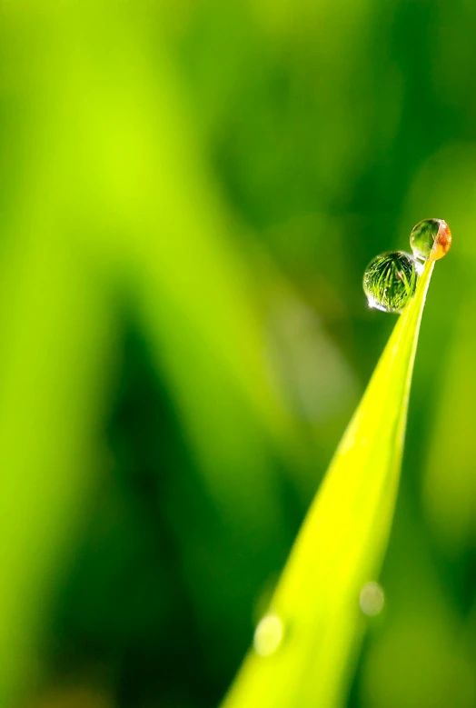 a ladybug sitting on top of a blade of grass, a macro photograph, by Jan Rustem, minimalism, green crystal, drop of waters, multiple stories, paul barson