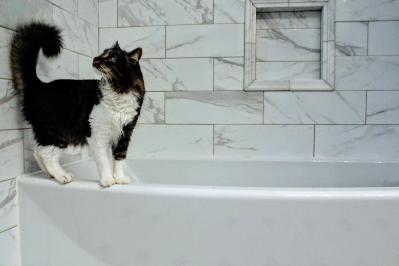 a cat standing on the edge of a bath tub, all marble, made of all white ceramic tiles, profile image, tuxedo