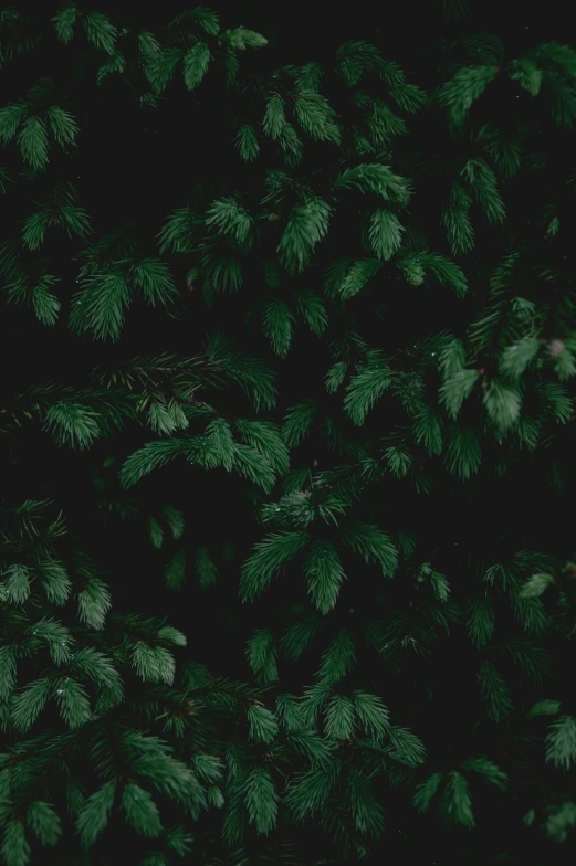 a fire hydrant sitting next to a lush green tree, inspired by Elsa Bleda, unsplash contest winner, dark wallpaper, black and green scheme, ((forest)), zoomed in