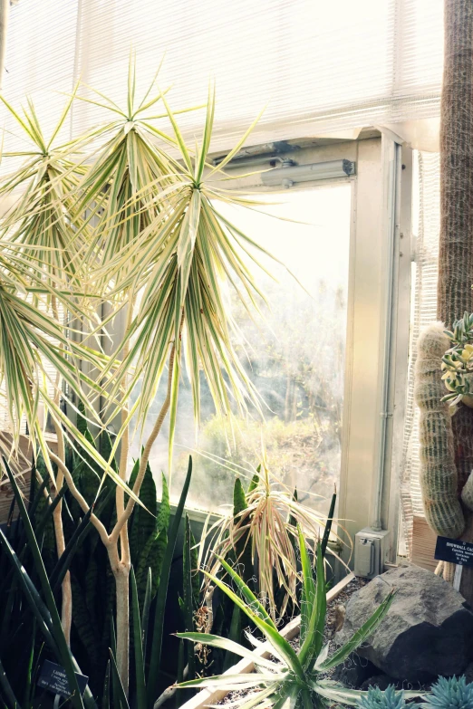 a room filled with lots of different types of plants, inspired by Elsa Bleda, unsplash, conceptual art, desert white greenhouse, window view, spiky, afternoon sunshine