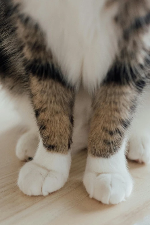 a cat sitting on top of a wooden floor, a macro photograph, unsplash, big feet, white, paw pads, bending down slightly
