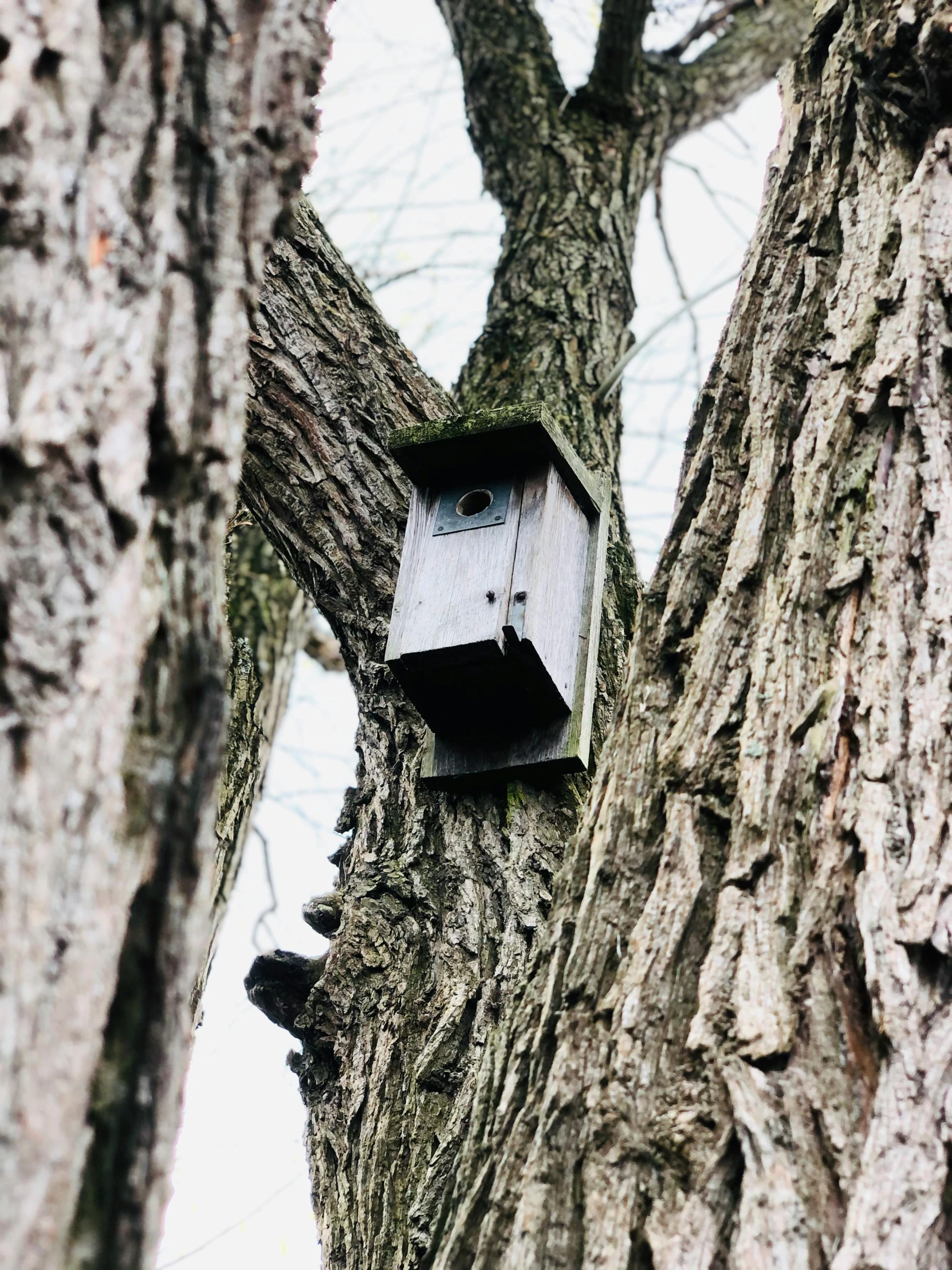 a birdhouse hanging from the side of a tree, a photo, by Adam Rex, unsplash, kodak brownie camera, tall broad oaks, an old, contain