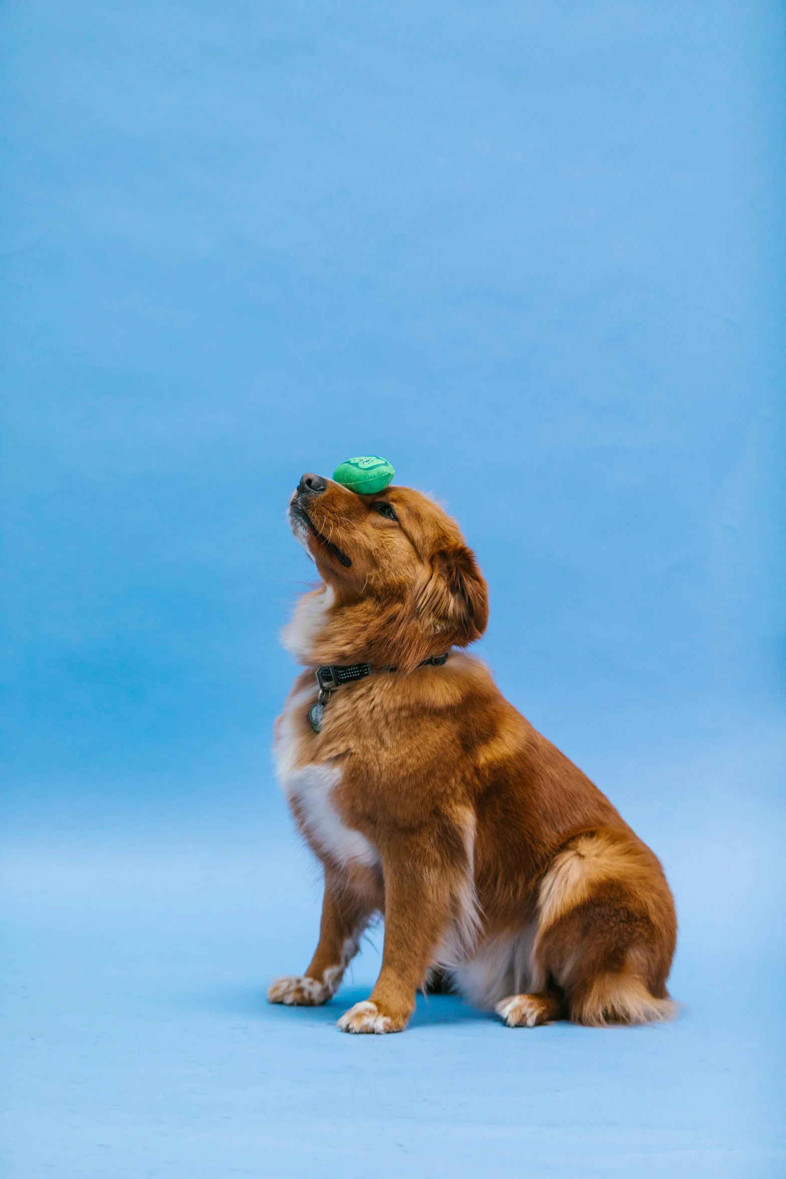 a brown and white dog wearing a green hat, unsplash, blue backdrop, toy, balance, tight shot of subject