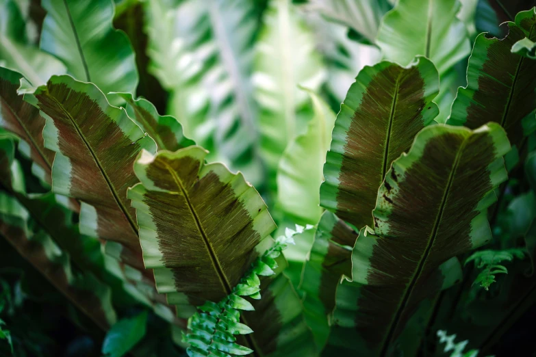 a close up of a plant with lots of green leaves, trending on pexels, australian tonalism, flame ferns, big leaf bra, lined up horizontally, tropical houseplants