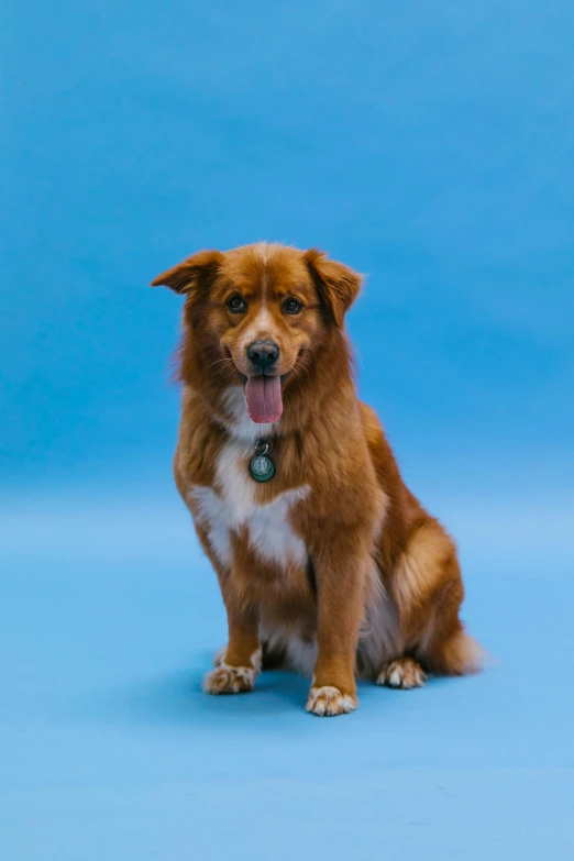 a brown and white dog sitting on a blue surface