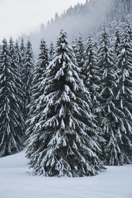 a group of pine trees covered in snow, delightful surroundings, mountainous setting, woodland, festivals