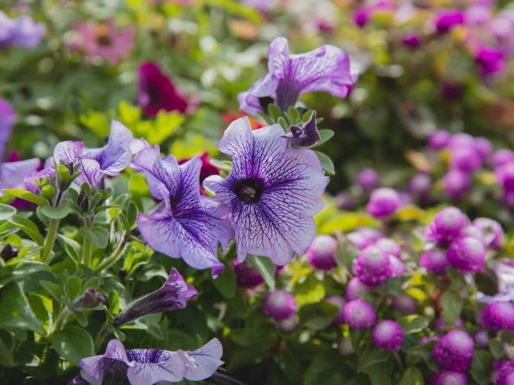 a close up of a bunch of purple flowers, pexels contest winner, lush plants and flowers, grey, multi - coloured, morning glory flowers