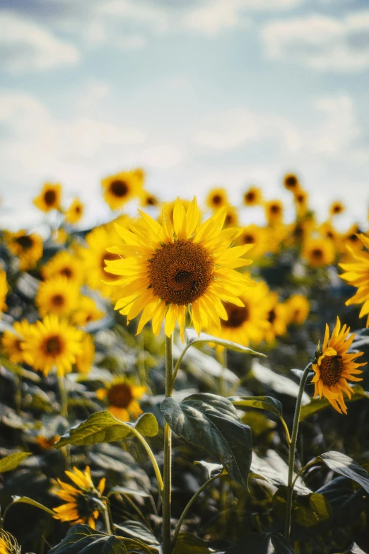 a field of sunflowers with a blue sky in the background, a picture, by Niko Henrichon, trending on unsplash, paul barson, high quality product image”, shades of gold display naturally, with yellow flowers around it