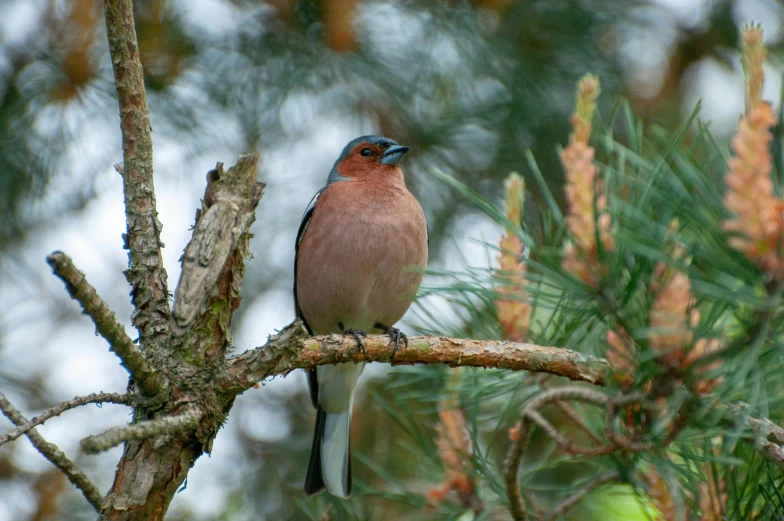 a bird sitting on top of a tree branch, posing for the camera