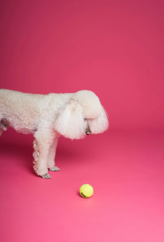 a small white dog standing next to a tennis ball, an album cover, unsplash, photorealism, pink, ffffound, brian griffin, poker face