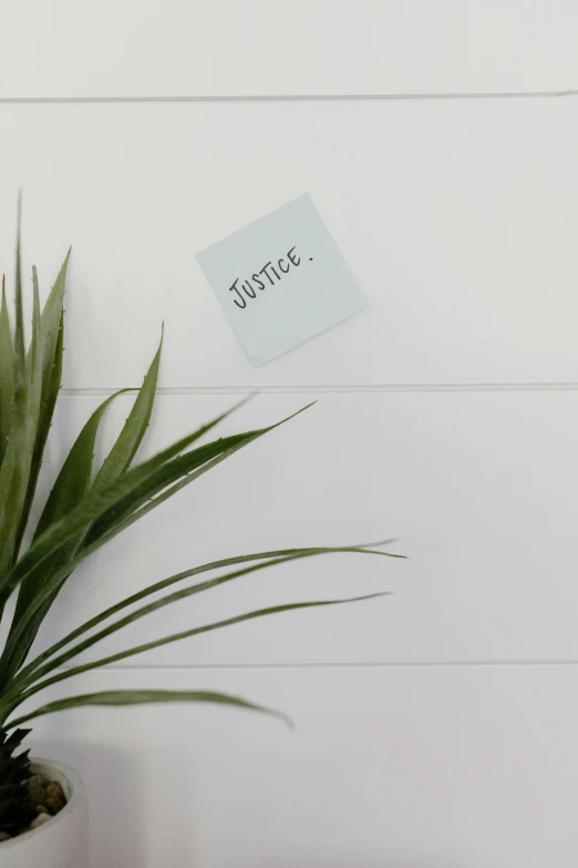 a potted plant sitting on top of a wooden table, by Jessie Algie, unsplash, ink on post it note, white wall, justice, white plank siding