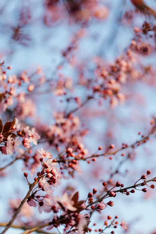 a bird sitting on top of a tree branch, by Niko Henrichon, trending on pexels, flowering buds, maroon, faded pink, blue