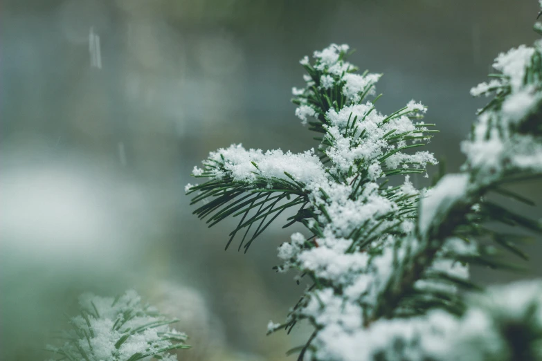 a close up of a pine tree covered in snow, inspired by Elsa Bleda, trending on unsplash, while it's raining, green and white, thumbnail, angled shot