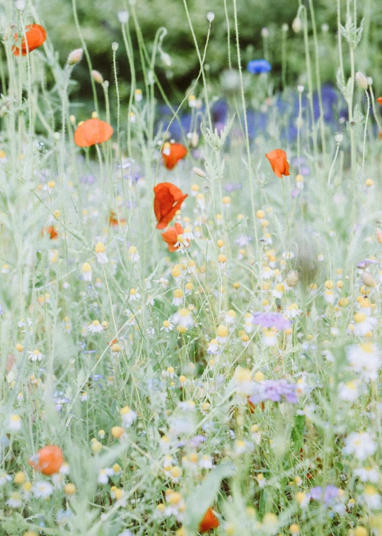 a field filled with lots of red and white flowers, by Aileen Eagleton, trending on unsplash, muted blue and red tones, delicate garden on paper, medium format color photography, made of wildflowers