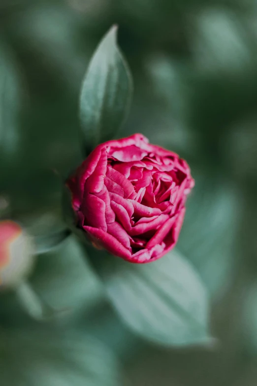 a close up of a pink flower with green leaves, unsplash, dark red, handcrafted, lightweight, single body