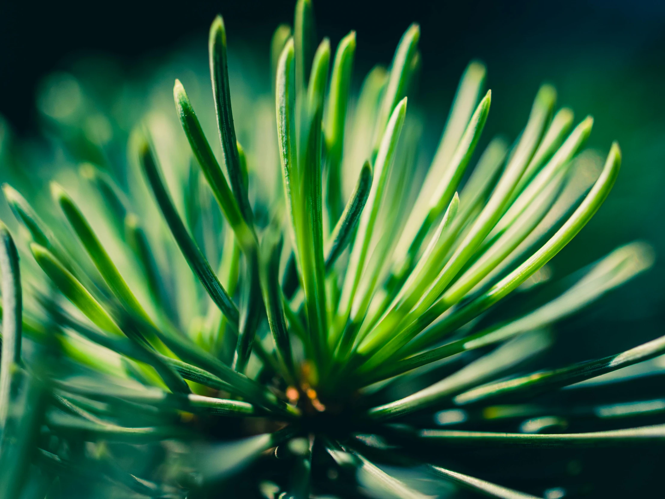 a close up of a pine tree branch, a macro photograph, unsplash, green glow, retro stylised, mountain plants, max dennison