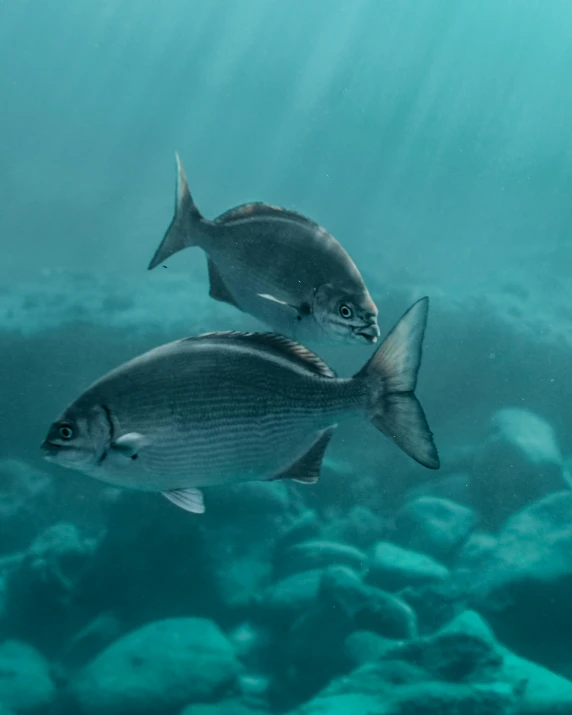 a couple of fish that are swimming in the water, by Jesper Knudsen, pexels contest winner, grey, national geographic quality, colour photo, multiple stories