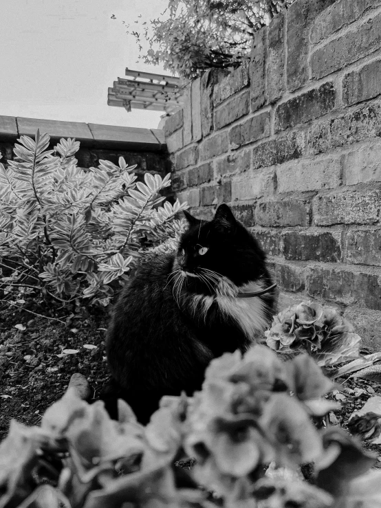 a black and white photo of a cat in a garden, realism, taken on iphone 14 pro, fluffy'', street photograph, black an white