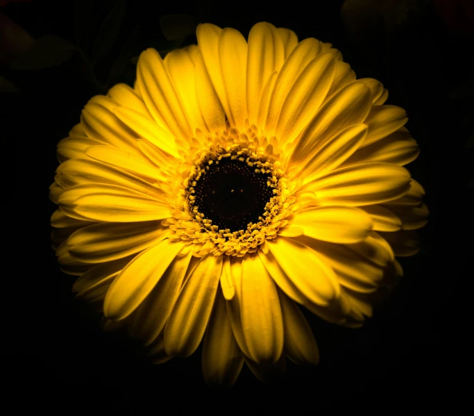 a close up of a yellow flower on a black background, by Jan Rustem, pexels, yellow artificial lighting, giant daisy flower head, front lit, bird eye view