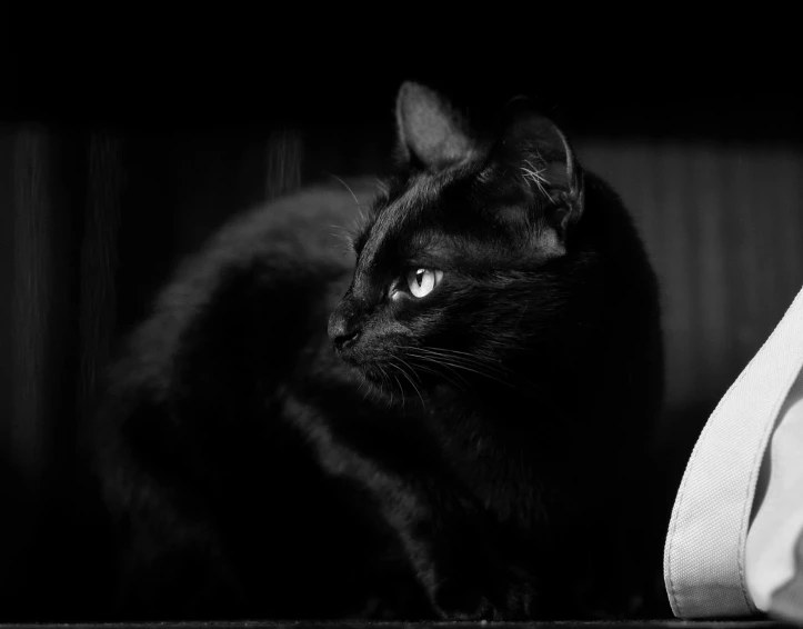 a black cat sitting next to a pair of shoes, a black and white photo, flickr, dramatic lighting))), cat with a pearl earring, portrait of hades, portrait of a big