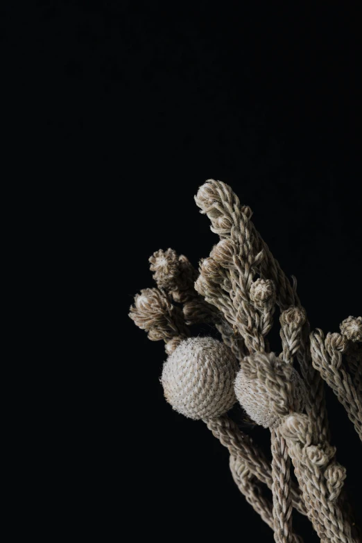 a close up of a bunch of flowers in a vase, an album cover, unsplash, australian tonalism, fungal polyps, hiroshi sugimoto, natural materials :: high detail, white moon and black background