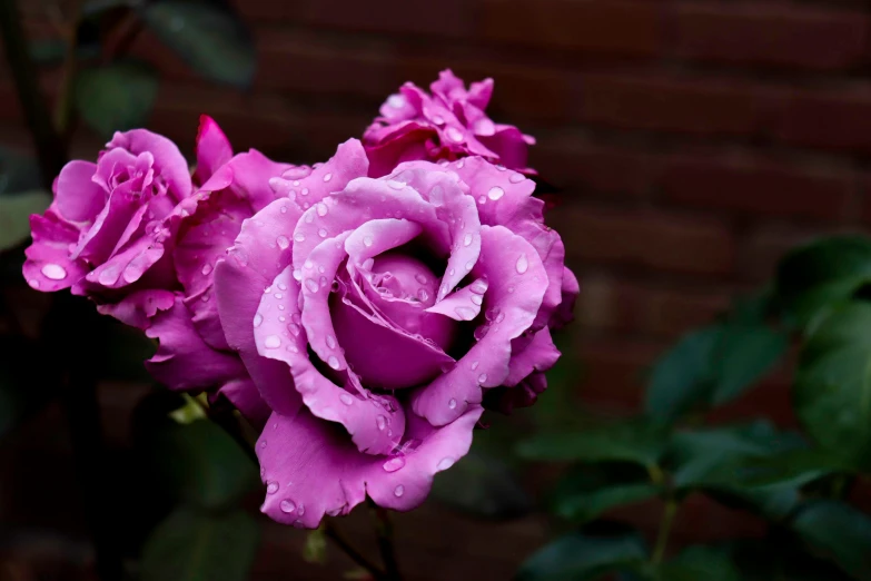 a close up of a pink rose with water droplets, by Jim Nelson, pexels, ((purple)), purple flowers, just after rain, color ( sony a 7 r iv