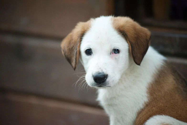 a brown and white dog sitting on top of a wooden floor, trending on unsplash, sad eyes, adoptables, puppy, slightly pixelated