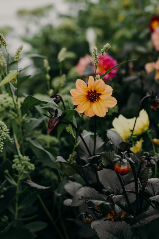 a garden filled with lots of different colored flowers, unsplash, muted brown yellow and blacks, sophisticated composition, loosely cropped, atmospheric photo