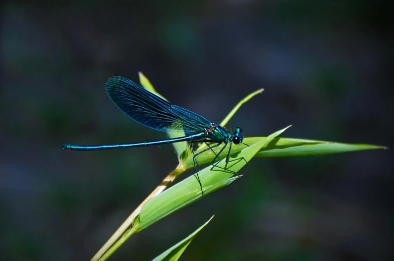 a blue dragonfly sitting on top of a green plant, by Adam Marczyński, pexels contest winner, hurufiyya, avatar image, multiple stories, long elegant tail, on blue fire