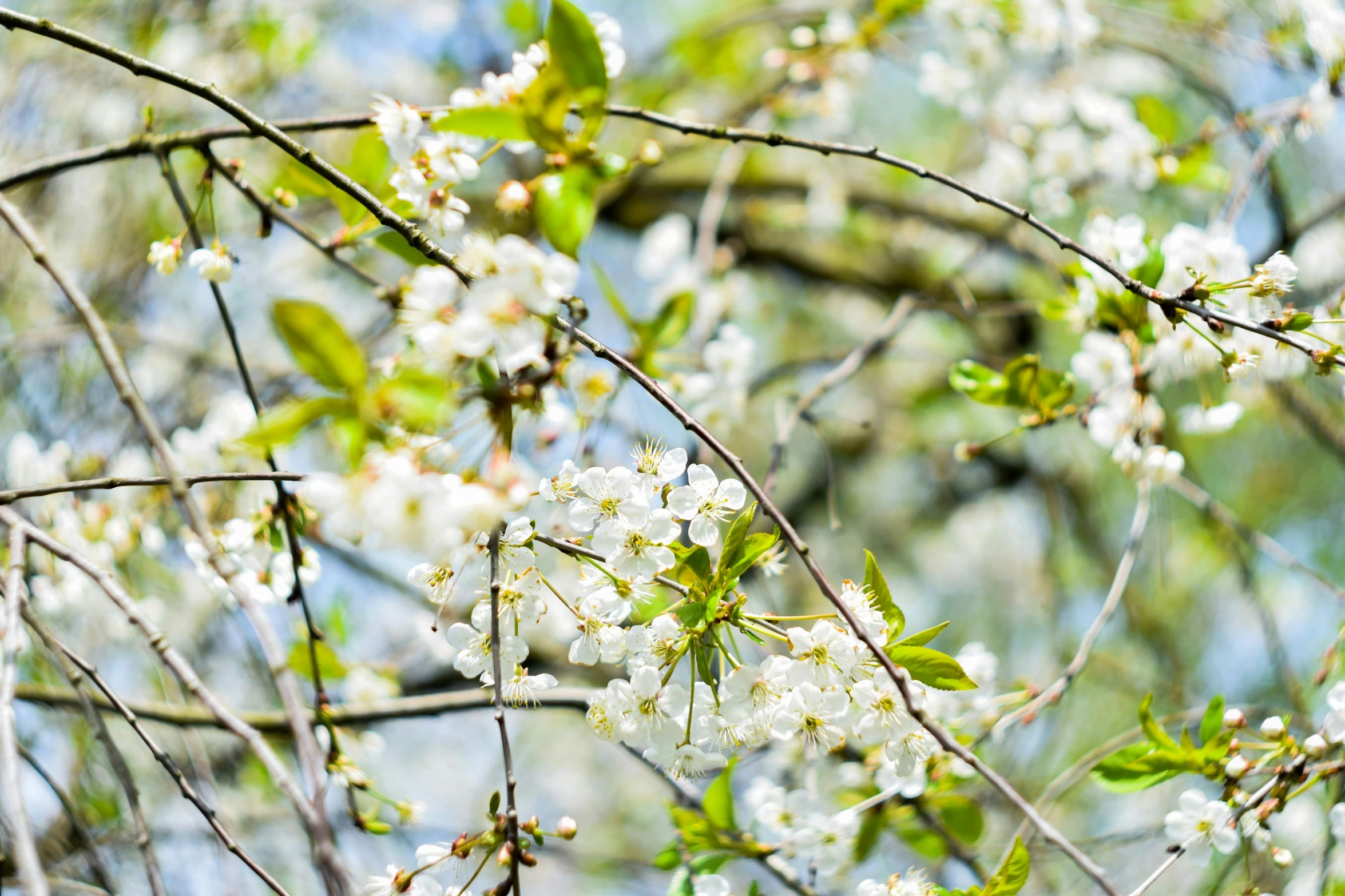 a bird sitting on top of a tree branch, pexels, visual art, white blossoms, garden with fruits on trees, paul barson, green and white