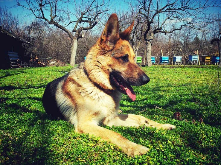 a dog that is laying down in the grass, instagram picture, german shepherd, postprocessed), feature