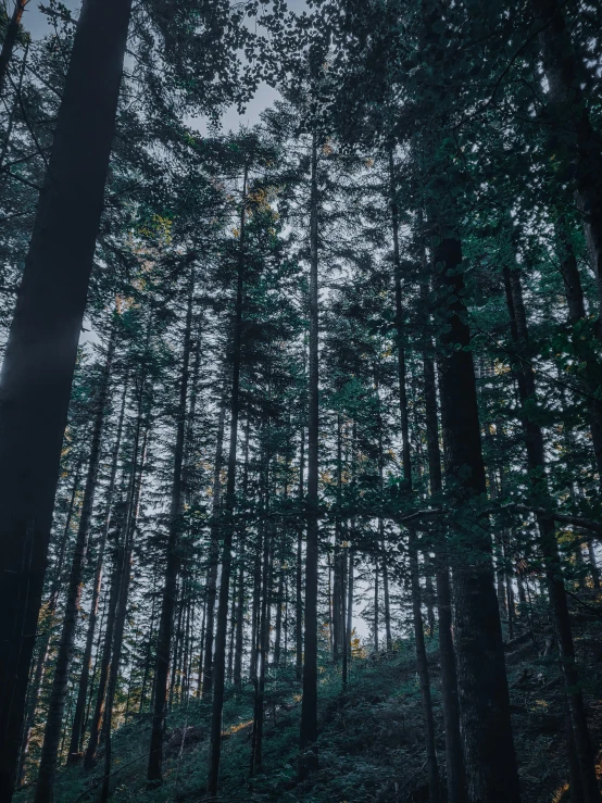 a forest filled with lots of tall trees, inspired by Elsa Bleda, unsplash contest winner, ominous! landscape of north bend, forest picnic, evening!! in the forest, 4k detail post processing