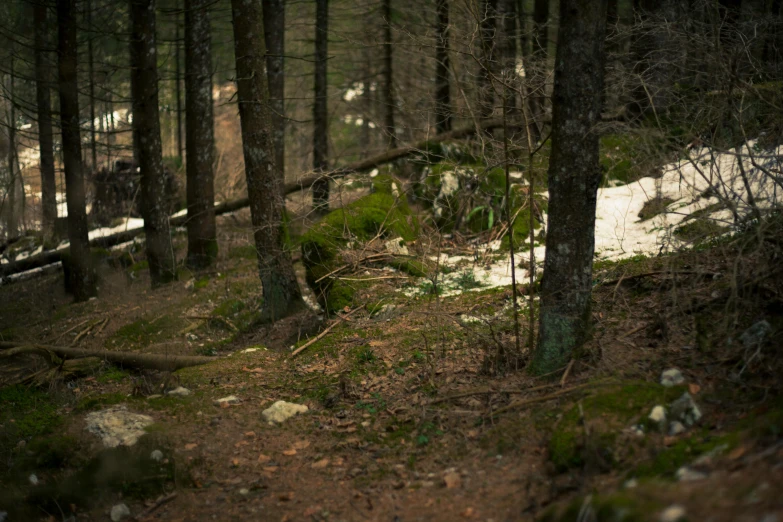 a person riding a snowboard through a forest, unsplash, process art, large rocks with thick moss, swedish forest, ((forest))