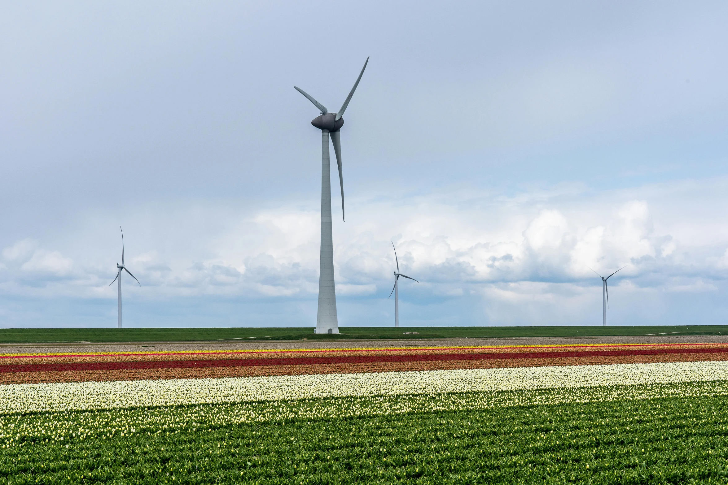 a field of tulips with wind turbines in the background, by Schelte a Bolswert, pexels contest winner, color field, panorama, shades of green, minimalist environment, medieval french landscape