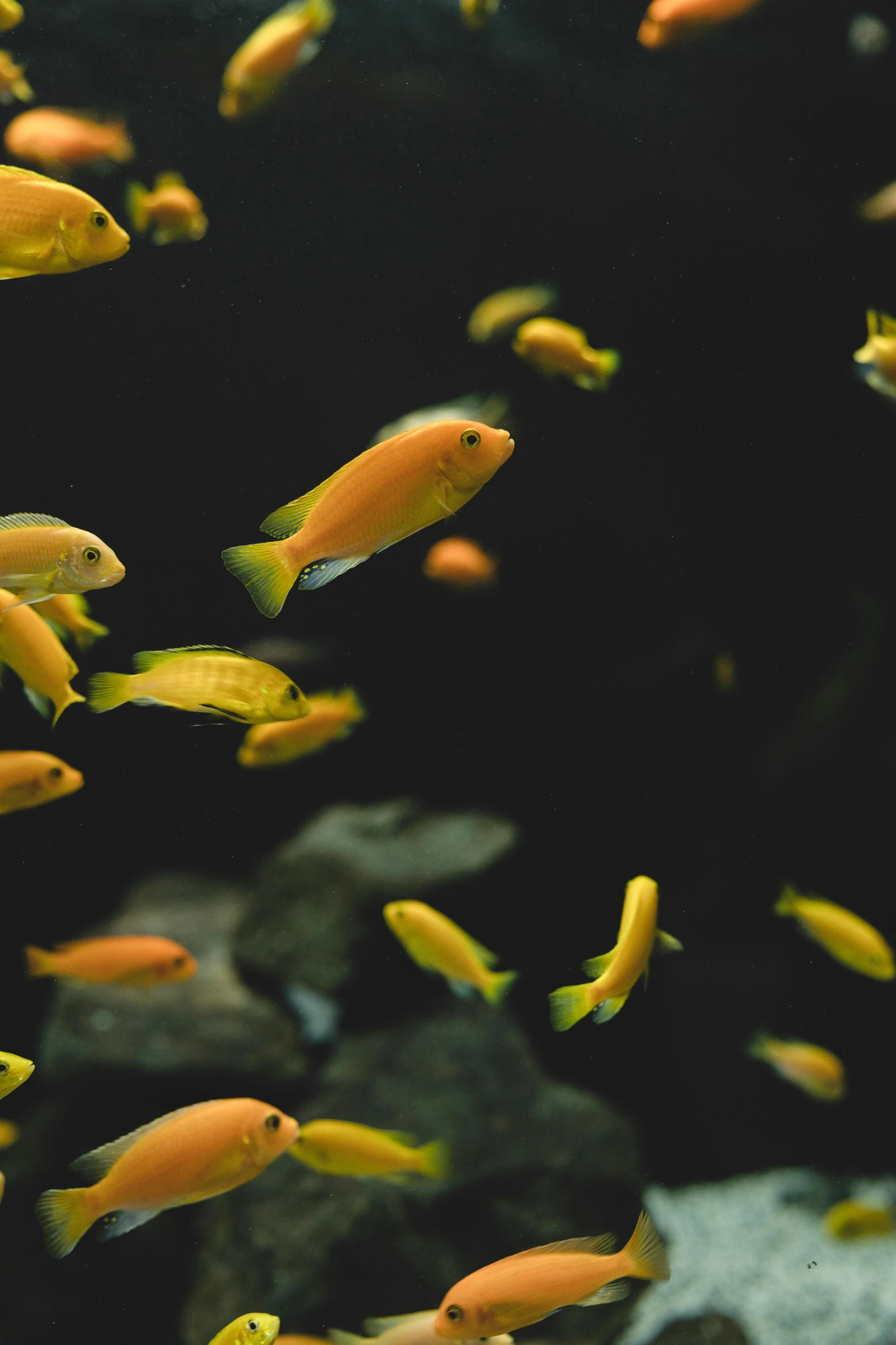 a group of fish swimming in an aquarium, by Gwen Barnard, pexels contest winner, bolts of bright yellow fish, paul barson, museum quality photo, bryan skerry