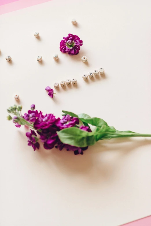 a purple flower sitting on top of a piece of paper, pearls, flat lay, background image, hair jewellery