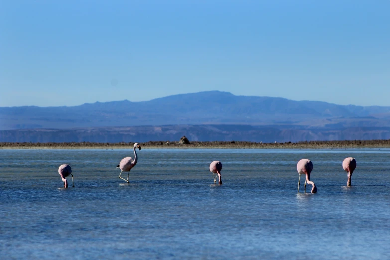 a group of flamingos standing in a body of water, on the desert, in chuquicamata, vacation photo