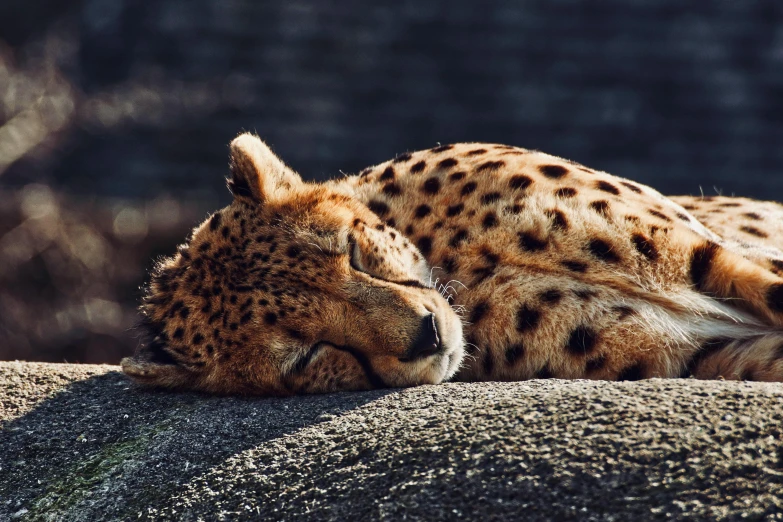 a close up of a cheetah laying on a rock, trending on pexels, cat sleeping, sunbathed skin, a dream, fully covered