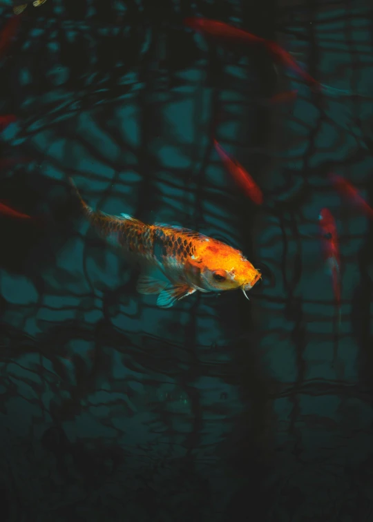 a group of fish swimming in a pond, by Adam Marczyński, unsplash contest winner, orange teal lighting, japonisme 3 d 8 k ultra detailed, shades of aerochrome gold, serene expression