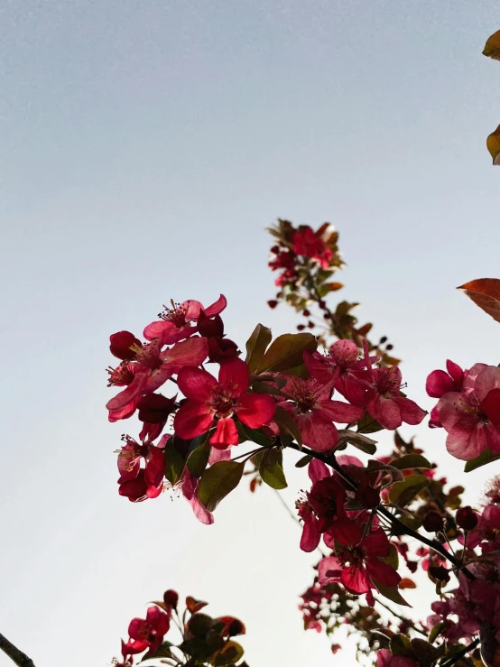 a bird sitting on top of a branch of a tree, an album cover, trending on unsplash, romanticism, apple blossoms, low quality photo, bright sky, profile image