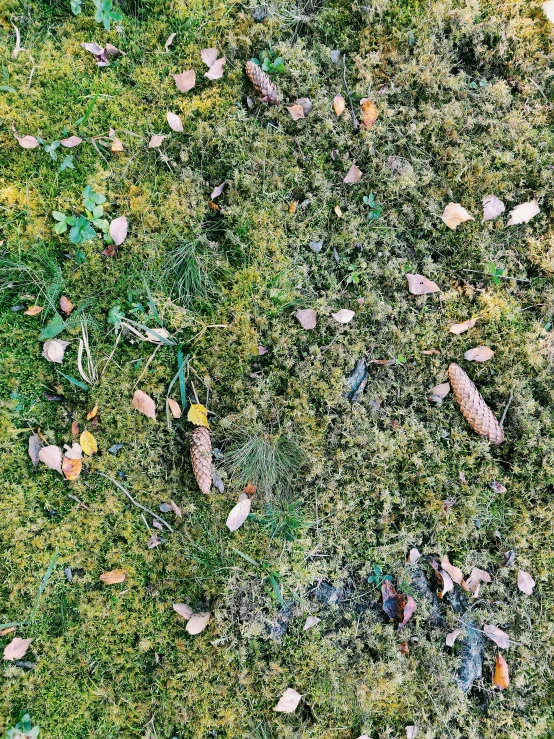 a person standing on top of a lush green field, an album cover, inspired by Andy Goldsworthy, very little moss, close-up from above, fall leaves on the floor, iphone photo