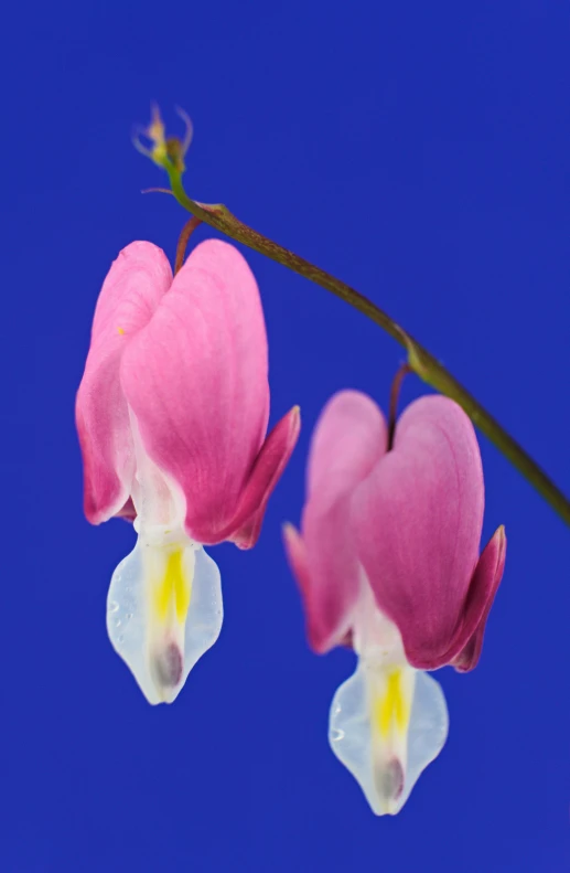 pink and white flowers against a blue sky, by Jan Rustem, hearts, close up photograph, proteus vulgaris, hanging